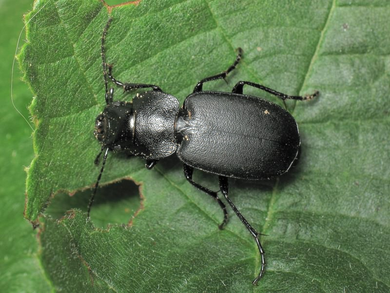 Licinus (Licinus) cassideus (Fabricius, 1792)